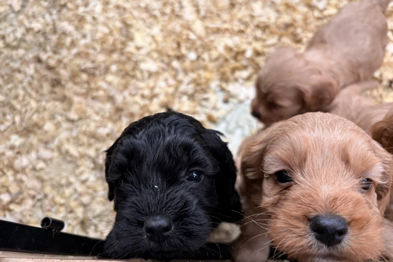 Cockapoo
