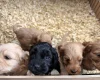 Cockapoo