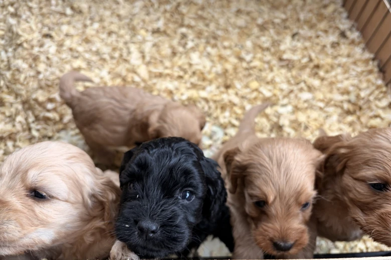 Cockapoo