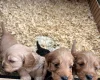 Cockapoo