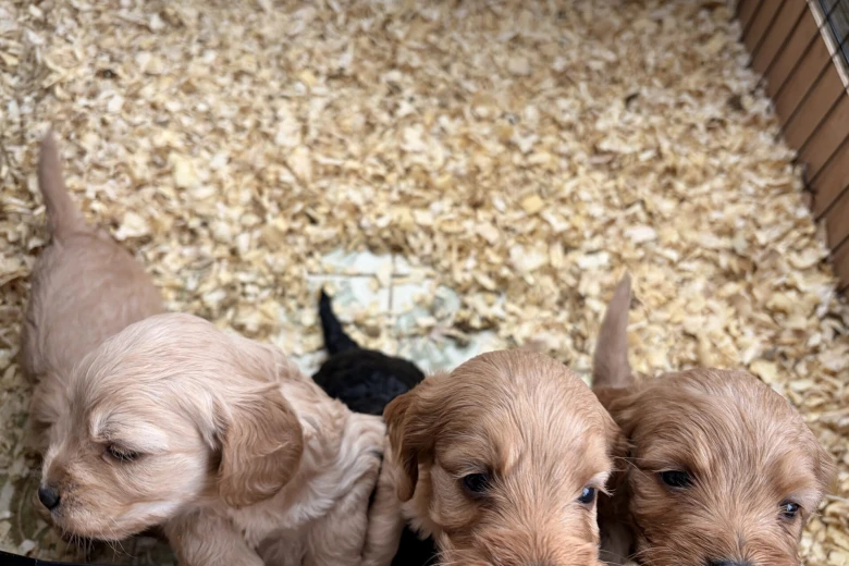 Cockapoo