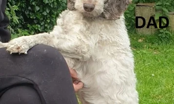 Cockapoo