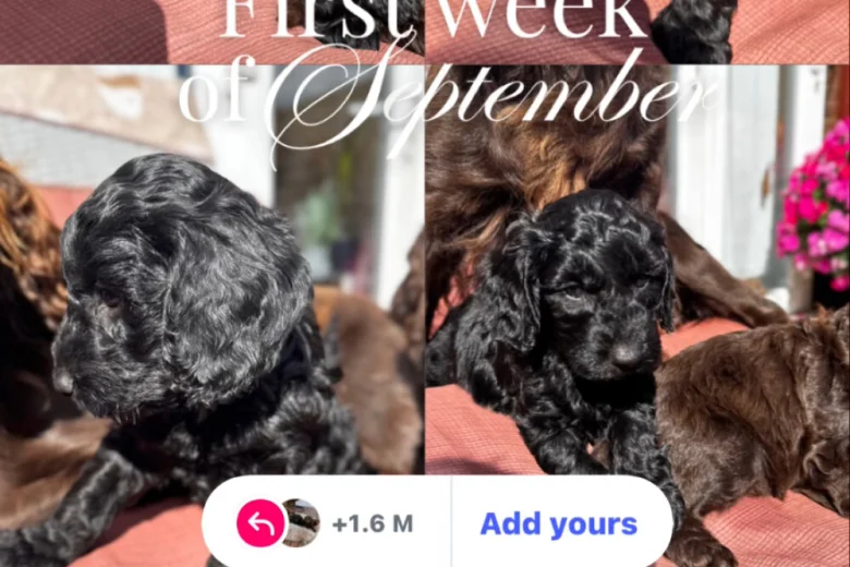 Cockapoo