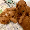 Cockapoo