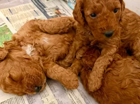 Cockapoo