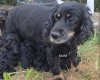 Cockapoo