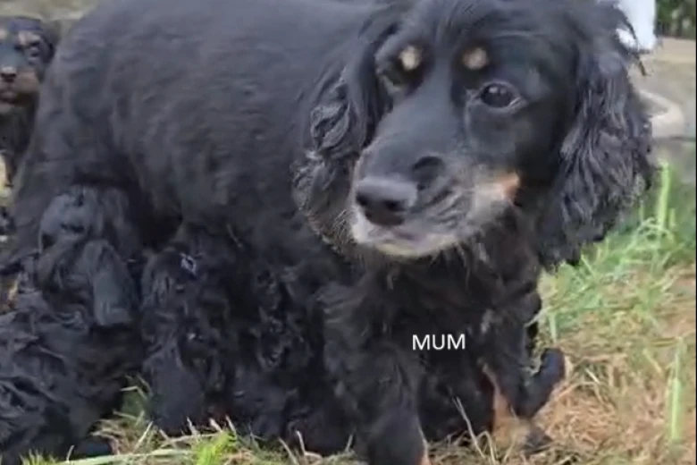 Cockapoo