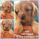 Cockapoo