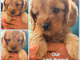 Cockapoo