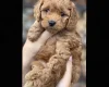 Cockapoo