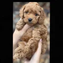Cockapoo
