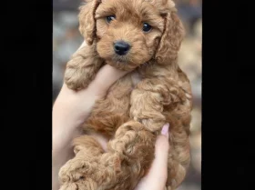 Cockapoo