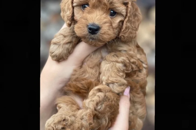 Cockapoo