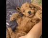 Cockapoo