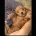 Cockapoo