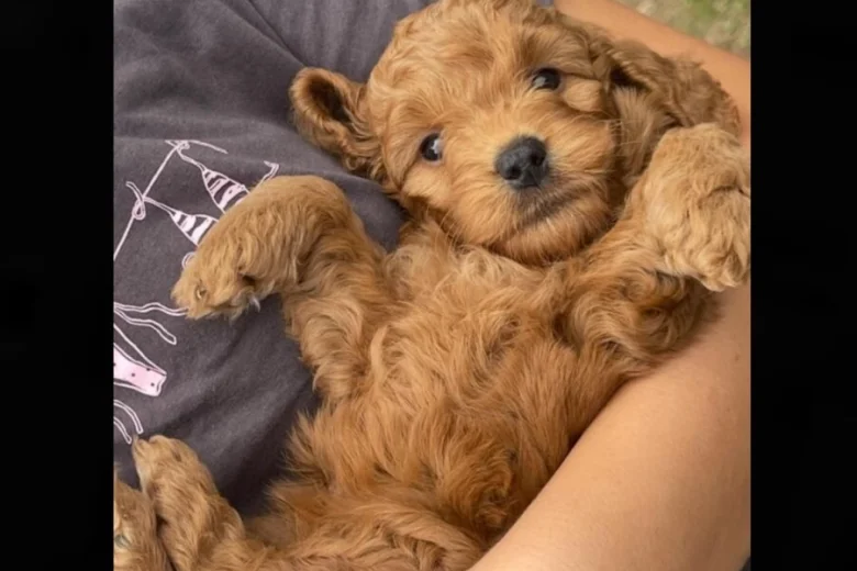 Cockapoo