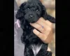 Cockapoo