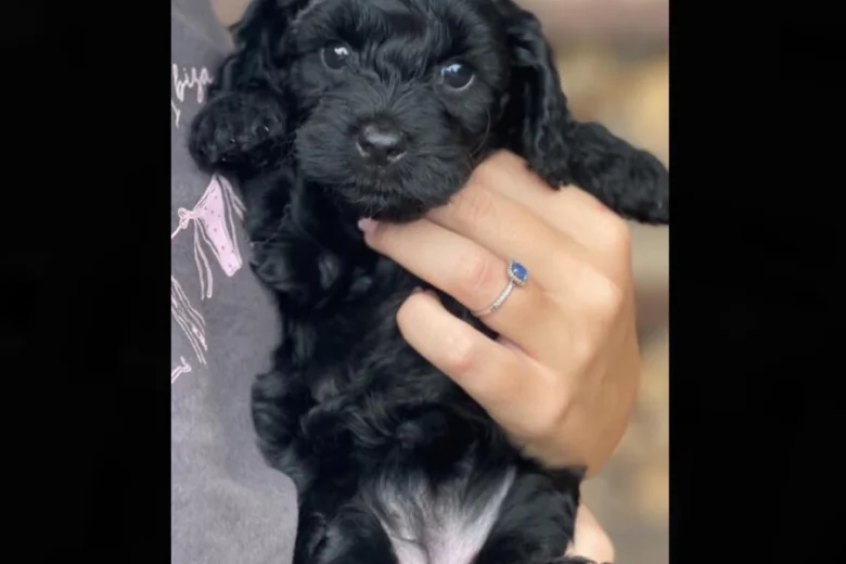 Cockapoo