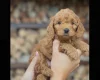 Cockapoo