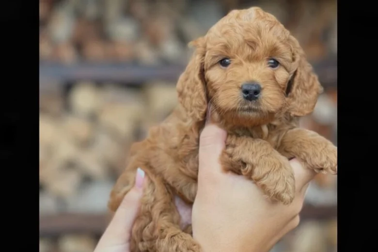 Cockapoo
