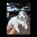 Cockapoo