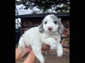 Cockapoo