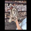 Cockapoo