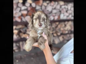 Cockapoo