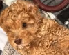 Cockapoo
