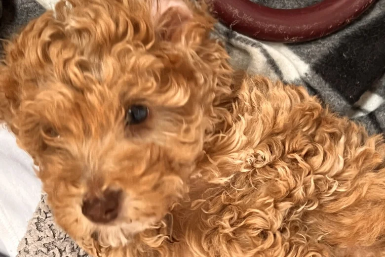 Cockapoo