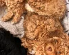 Cockapoo