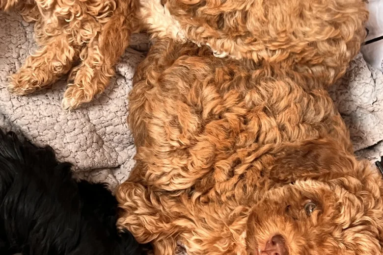 Cockapoo