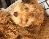 Cockapoo