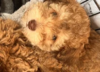 Puppy 1