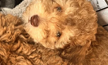 Cockapoo
