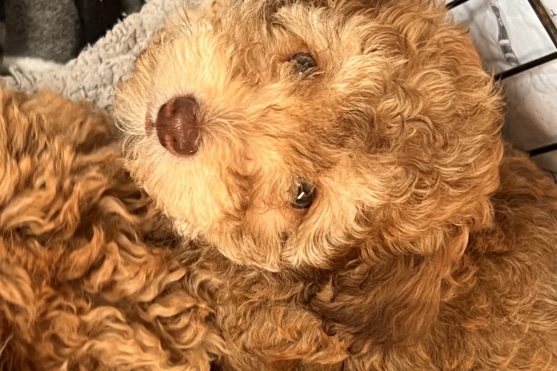 Cockapoo