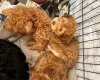 Cockapoo