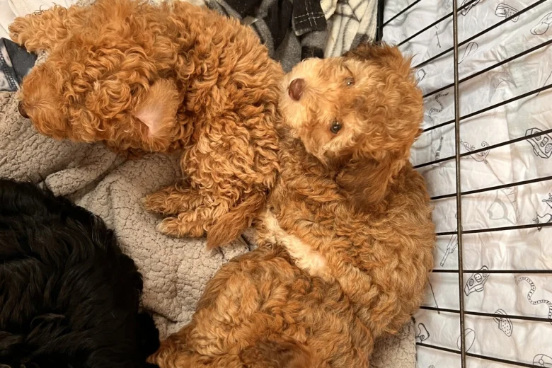 Cockapoo