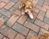 Cockapoo