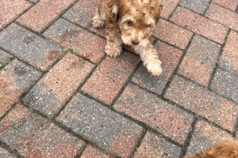 Cockapoo