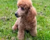 Cockapoo