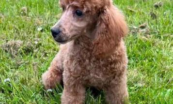 Cockapoo