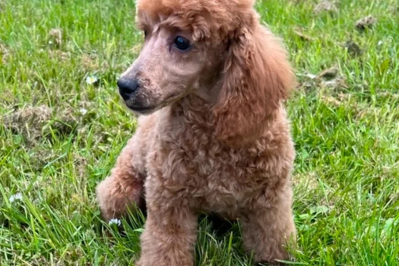 Cockapoo