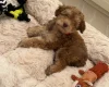 Cockapoo