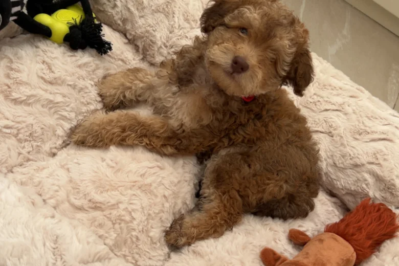 Cockapoo