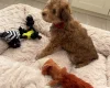 Cockapoo