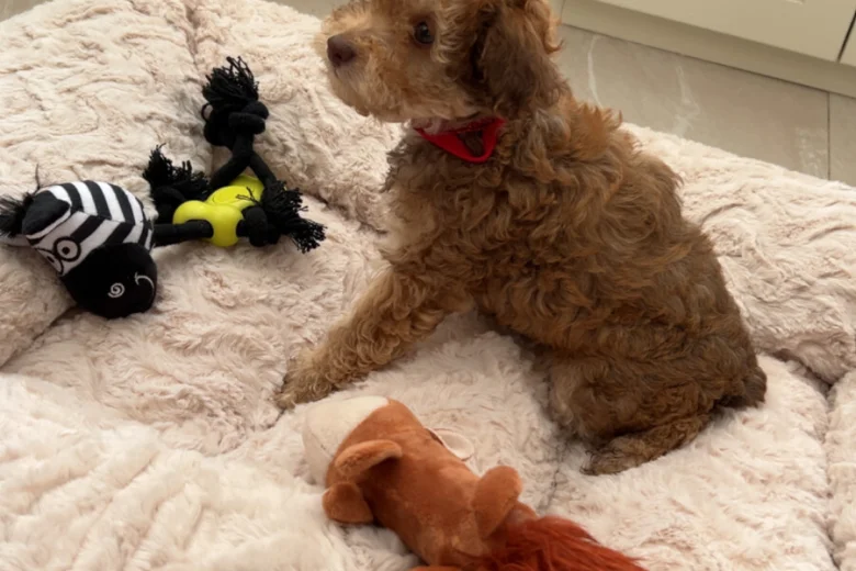 Cockapoo