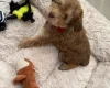 Cockapoo