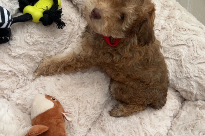Cockapoo