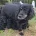 Cockapoo